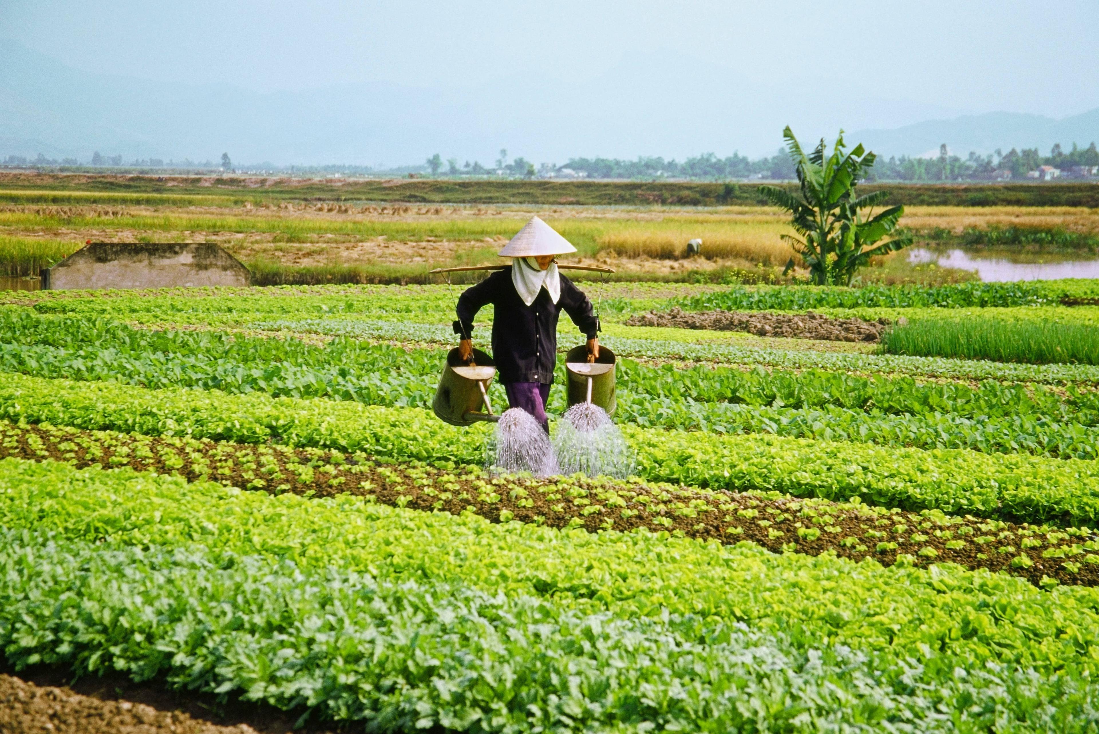 Person in conical hat watering rows of green crops in a vibrant field.