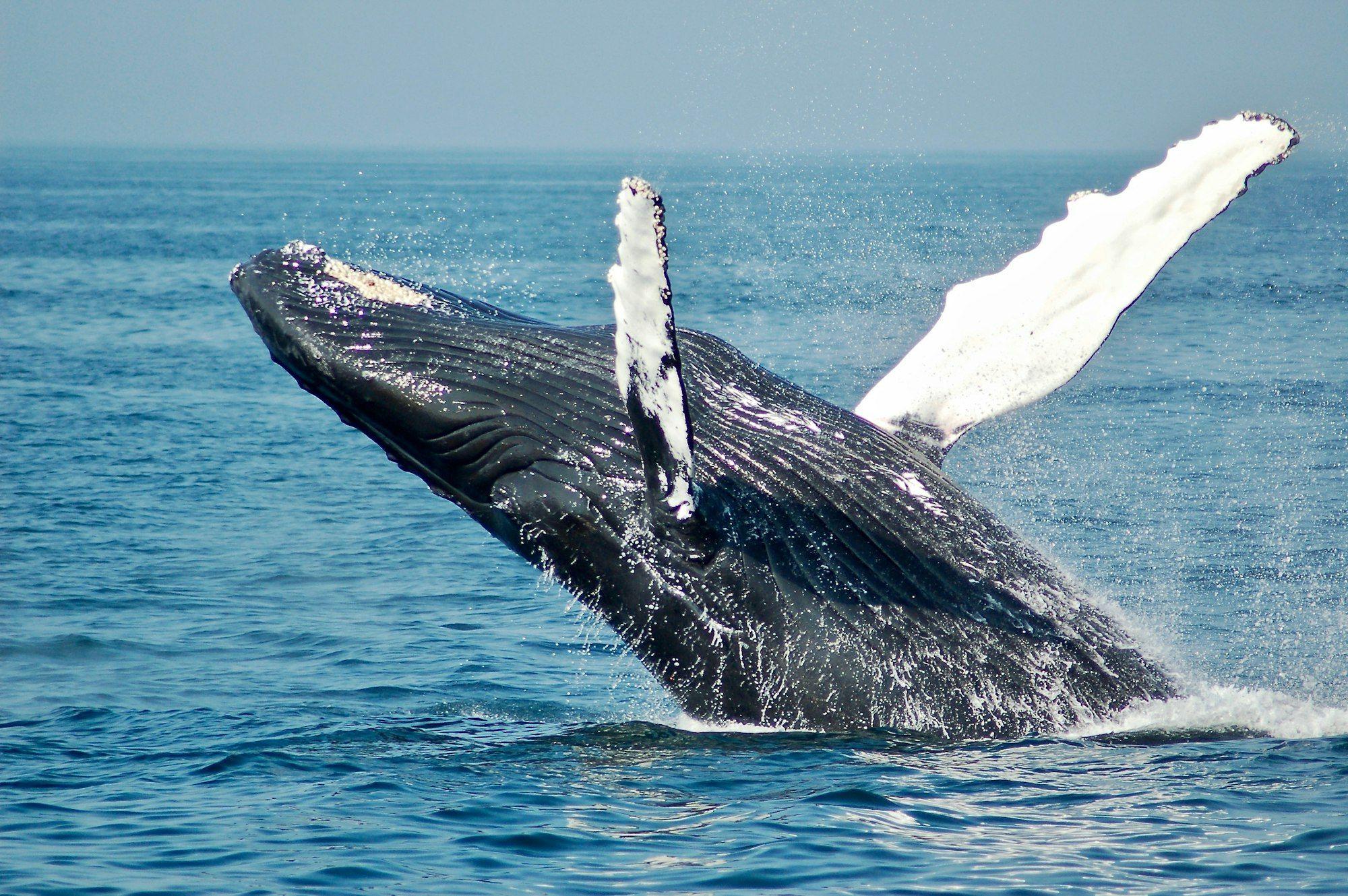 CitizenX Crypto Whale Index